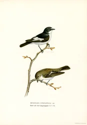 Balia nera