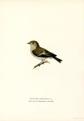 Balia nera