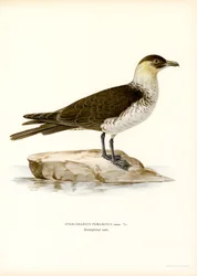 Stercorario pomarino