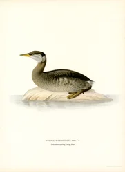Svasso collorosso