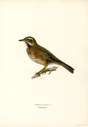 Tordela