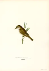Cannaiola