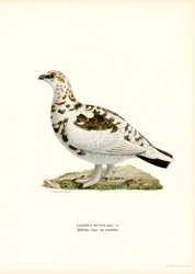 Pernice bianca
