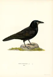Corvo comune