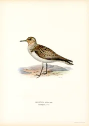 Piovanello tridattilo