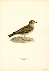 Allodola