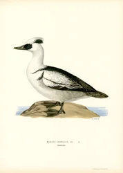 Smergo Minore