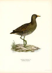 Schiribilla Grigiata
