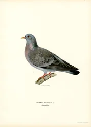 Colombella