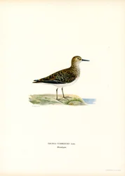 Pittima minore