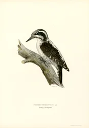 Picchio tridattilo