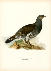 Gallo cedrone