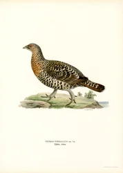 Gallo forcello