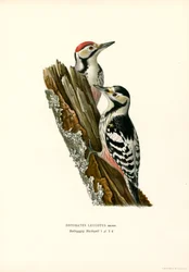 Picchio dorsobianco