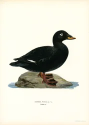 Orchetto marino