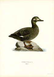 Orchetto marino