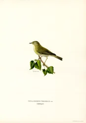 Luì verde
