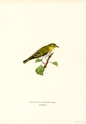 Luì verde