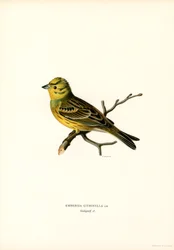 Zigolo giallo
