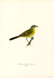 Cutrettola gialla