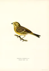 Zigolo giallo (Emberiza citrinella)