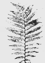 Sagoma delle Black Ferns