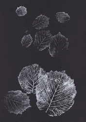Stampe botaniche di foglie