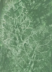 Texture di foglie verde intenso