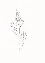 Delicato disegno botanico