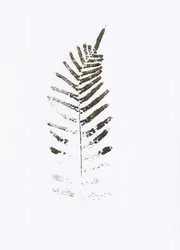 Stampa minimalista con foglie di felce