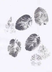 Impronte di foglie di menta