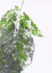Felce verde biologica