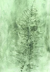 Delicata foglia di felce