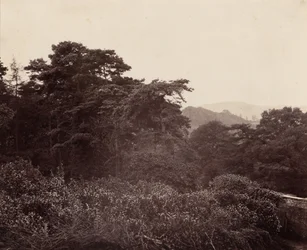 Studio di fogliame, c. 1863 (foto)