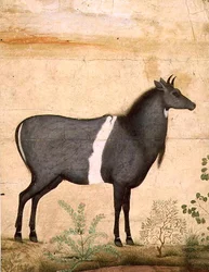 Nilgai (mucca blu) Scuola Mughal, inizio XVII secolo