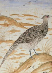 Fagiano cheer himalayano, periodo di Jahangir, Mughal, c.1620