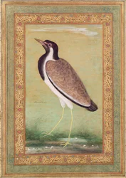 Pavoncella indiana, c.1800