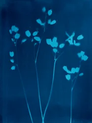Piccoli fiori, 2023 (cianotipia)