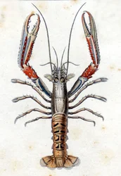 Tavola di Storia Naturale: La Langoustine