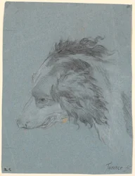 Testa di cane
