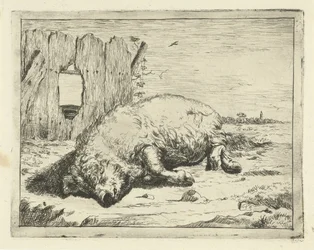 Maiale sdraiato (Bovini e maiali)