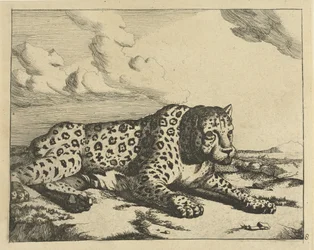 Leopardo sdraiato a destra, le zampe verso lo spettatore