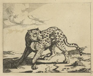 Leopardo, in piedi a sinistra, con la testa a destra (Leopardi)