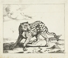 Leopardo, in piedi a sinistra, testa a destra (Leopardi)