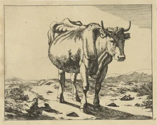 Mucca in piedi vista di fronte