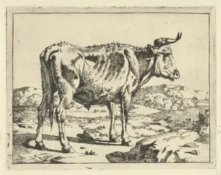Toro vicino a una roccia (serie: Bovini e maiali)
