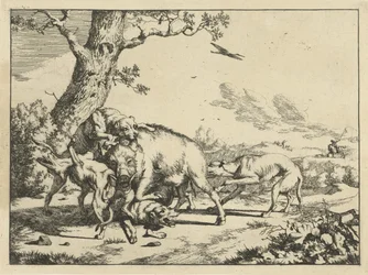 Cinghiale attaccato da quattro cani da caccia