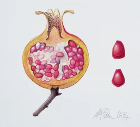 Melograno tagliato