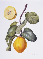 Cotogno