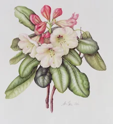 Rododendro